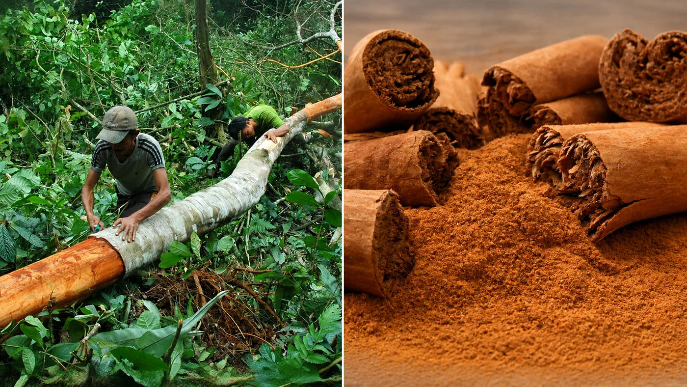Ceylon cinnamon bark being harvested by hand and freshly ground