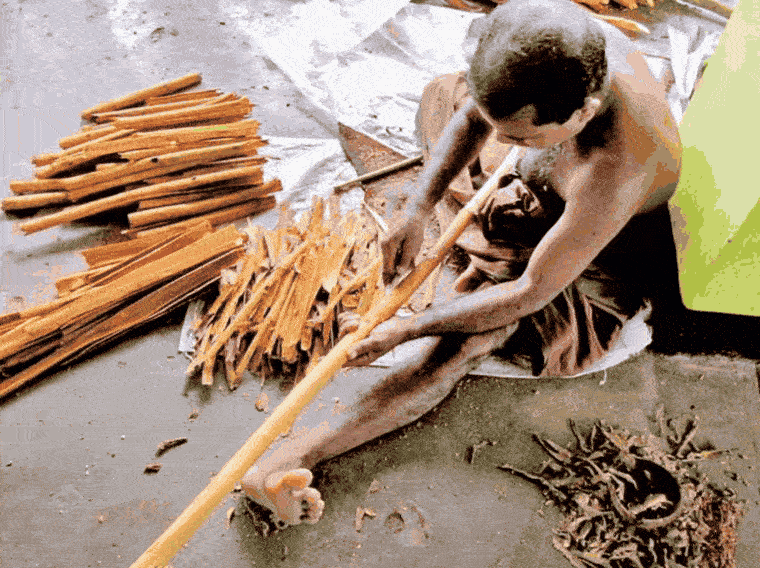 Ceylon bark being peeled by hand in Sri Lanka